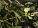 Hairy cowpea